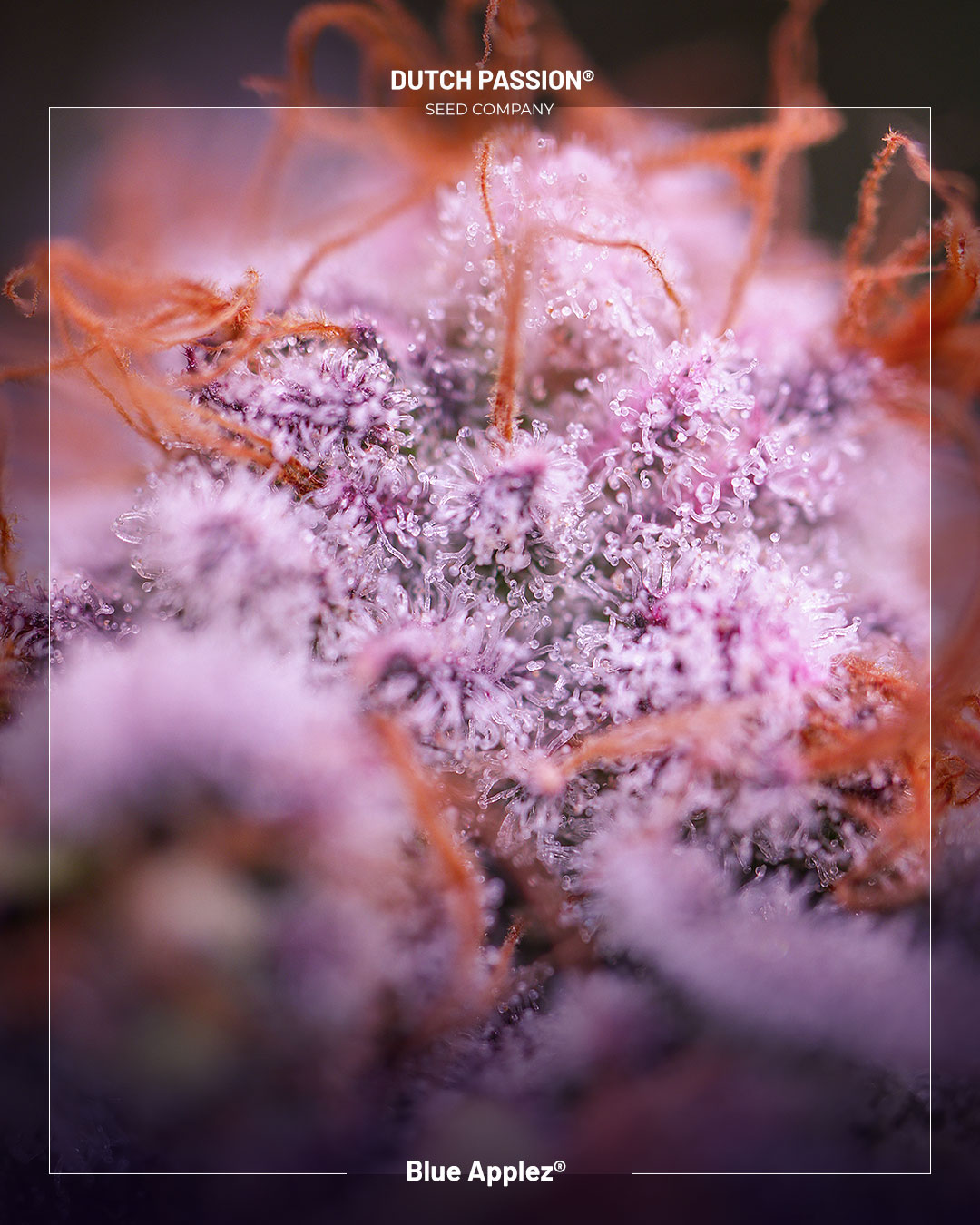 Blue Applez cannabis seeds