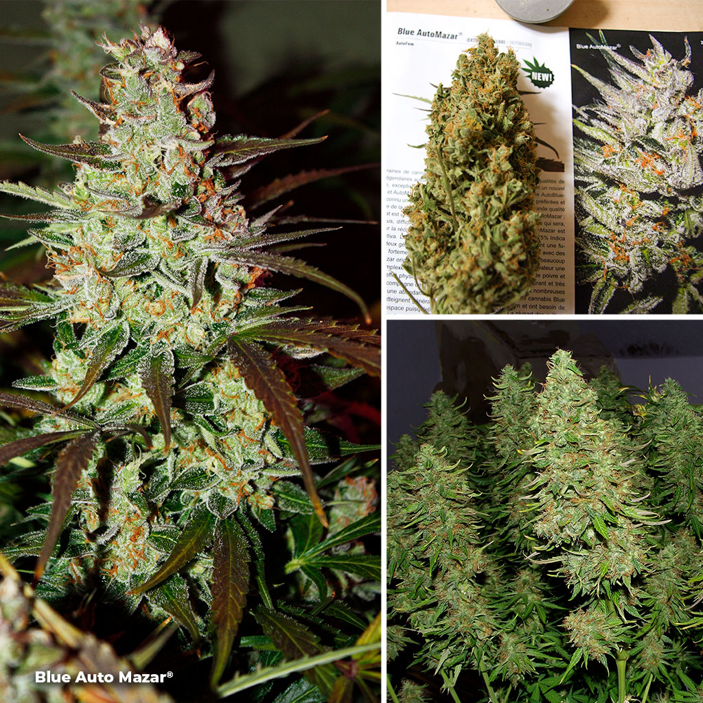 Blue-Auto-Mazar-dutch-passion-autoflowers-for-SOG