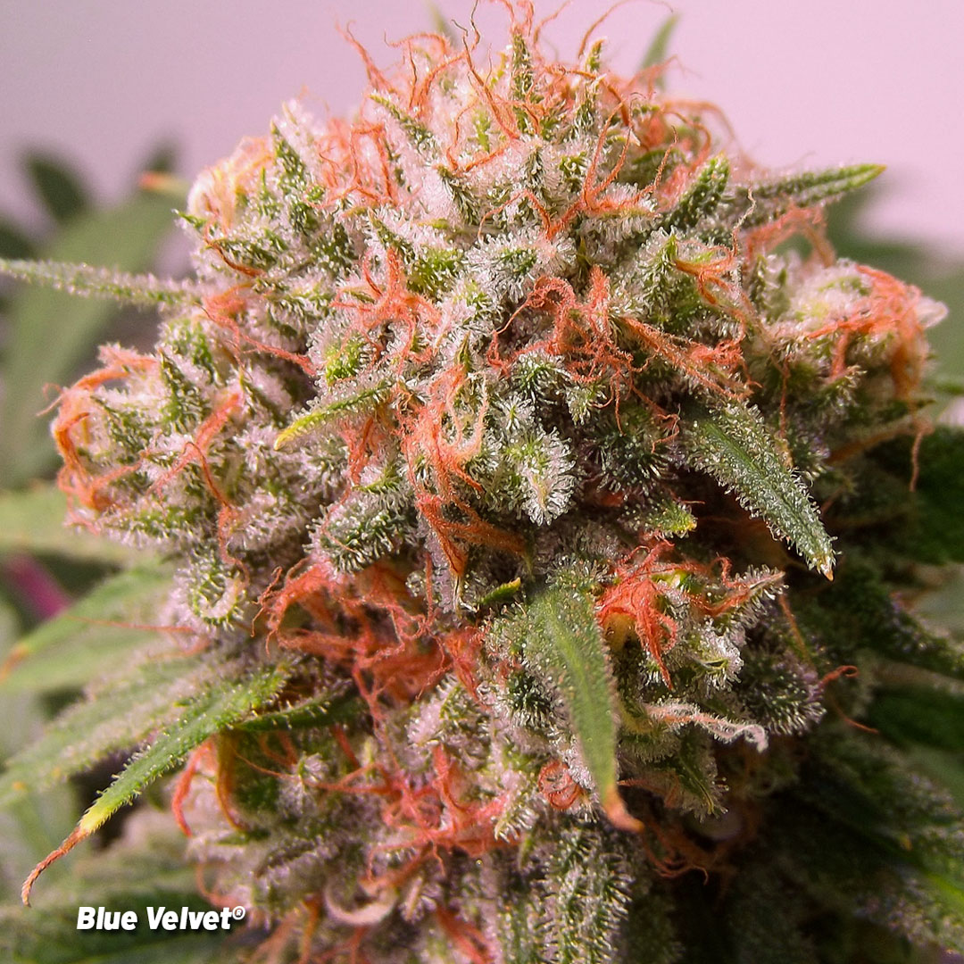 Blue-Velvet-forgotten-cannabis-strains