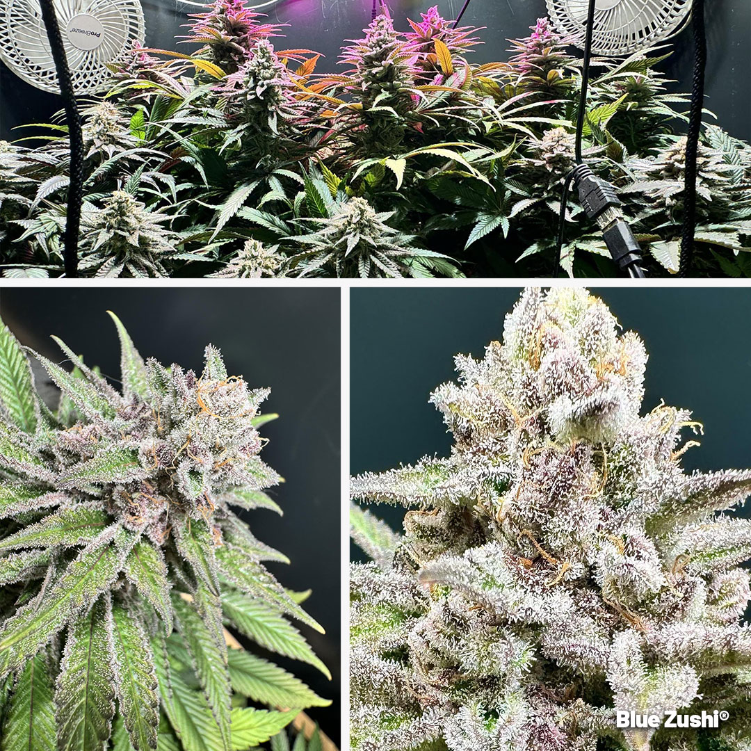 Blue-Zushi-cannabis-strain-grown-by-customer
