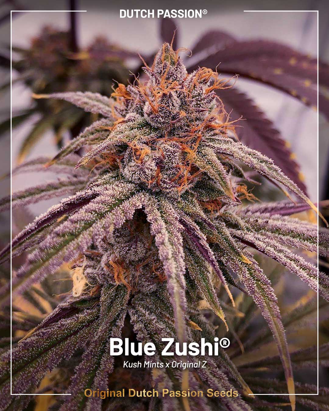 Blue Zushi the ultra potent cannabis strain