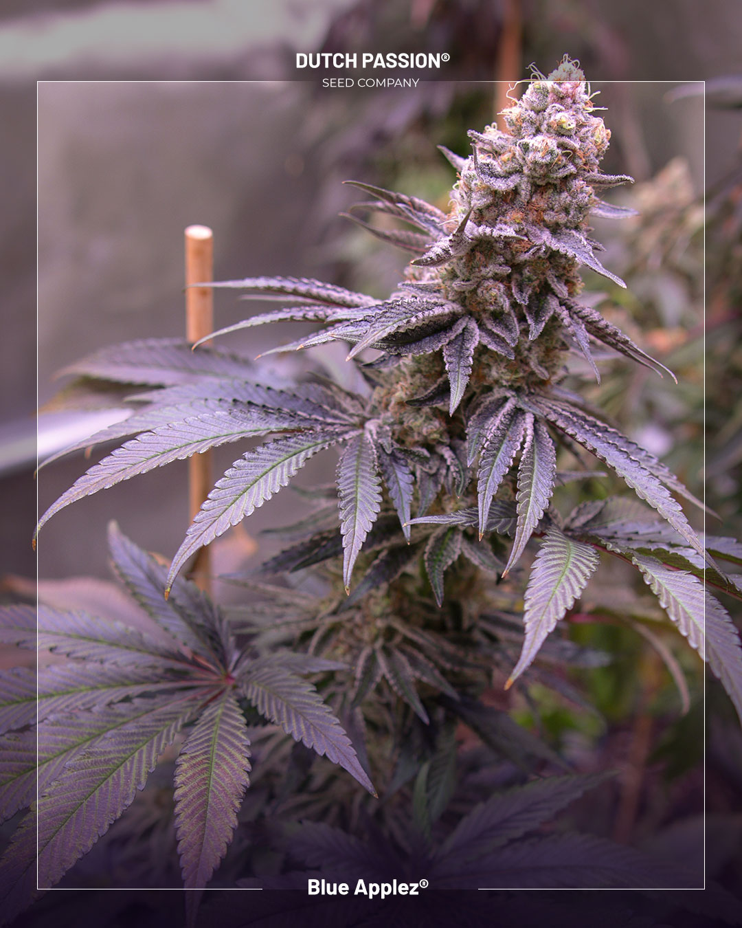 Blue applez cannabis plant