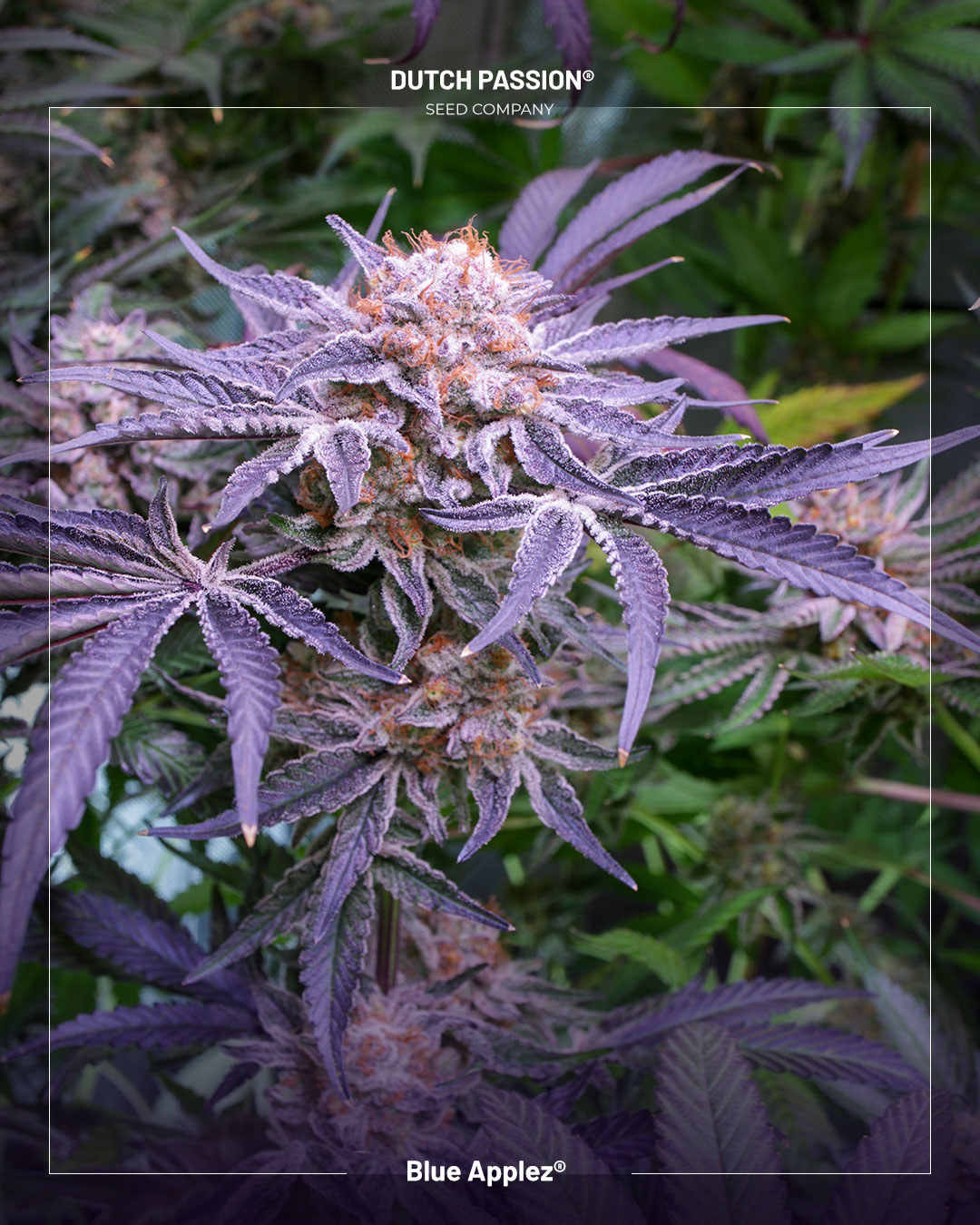 Blue applez cannabis seeds by dutch passion