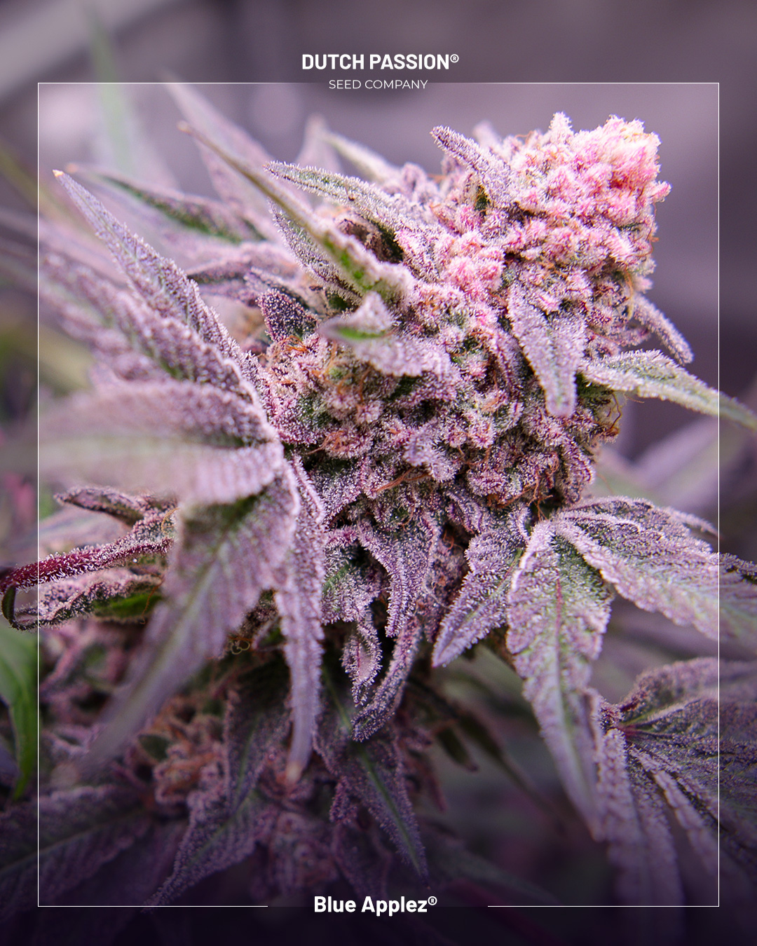 Blue applez new strain by dutch passion