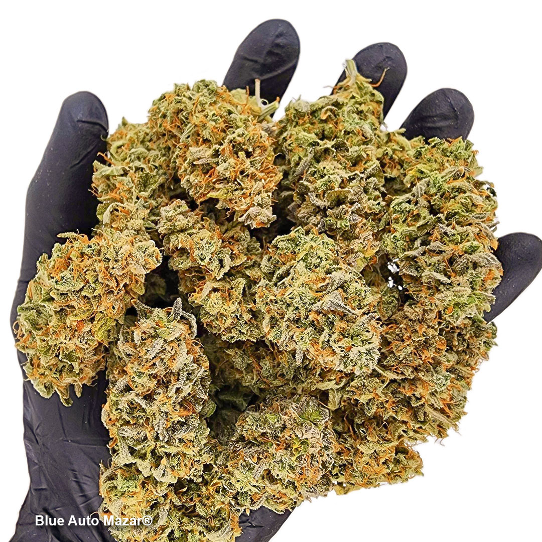 Blue-auto-mazar-autoflower-by-dutch-passion-seed-company-hand-of-buds
