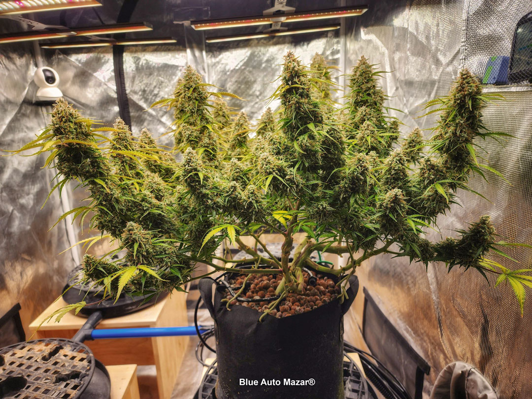 Blue-auto-mazar-autoflower-by-dutch-passion-seed-company-large-plant