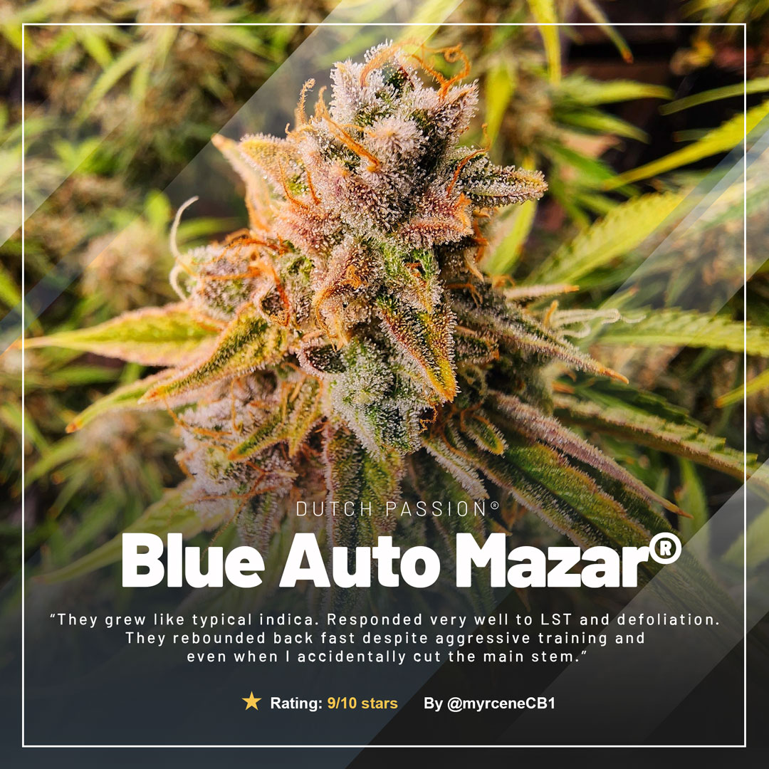 Blue-auto-mazar-autoflower-by-dutch-passion-seed-company