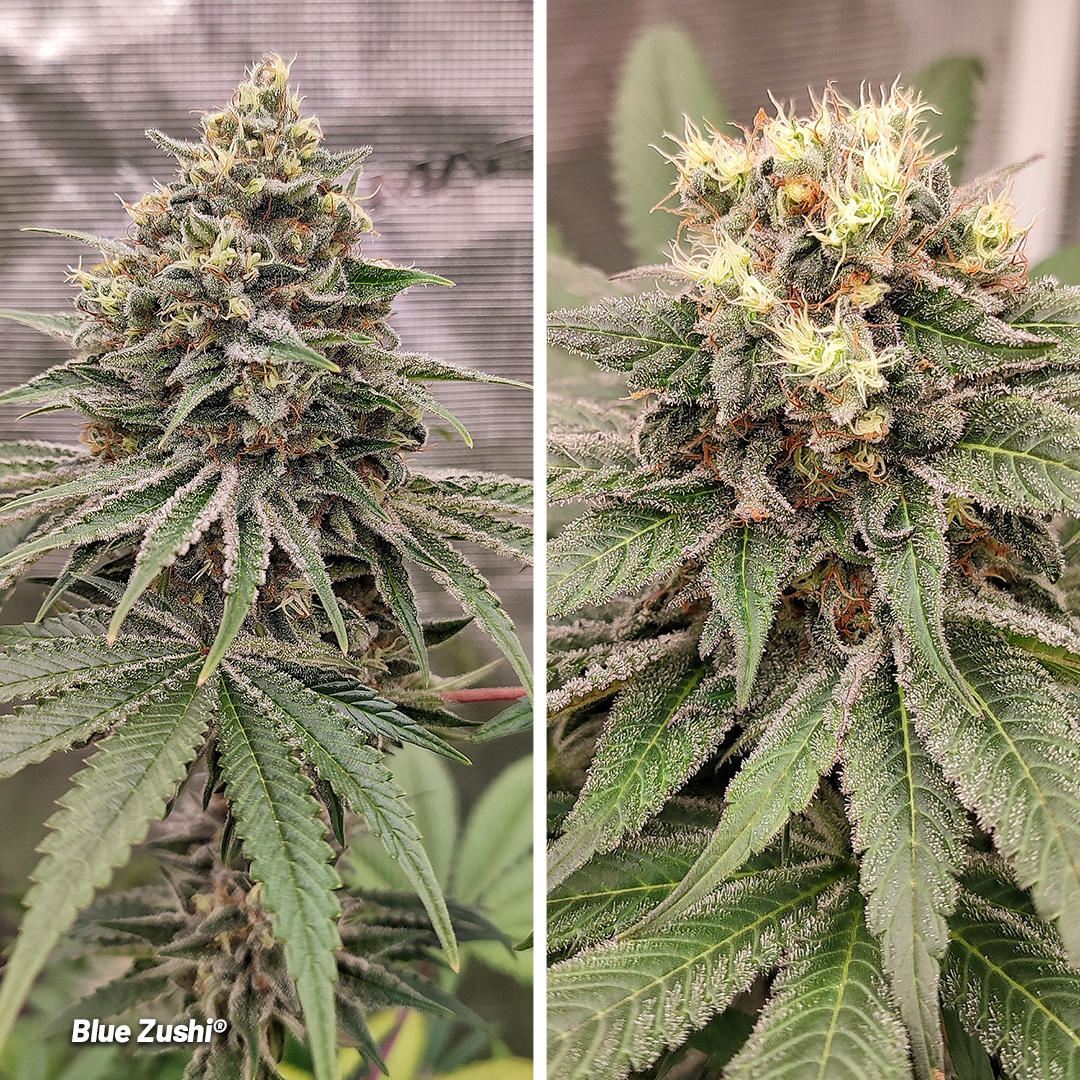 Blue-zushi-dutch-passion-cannabis-seeds