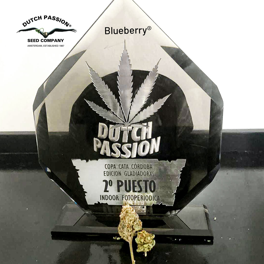 Blueberry: second prize, feminised indoor (Copa Cata 2022)