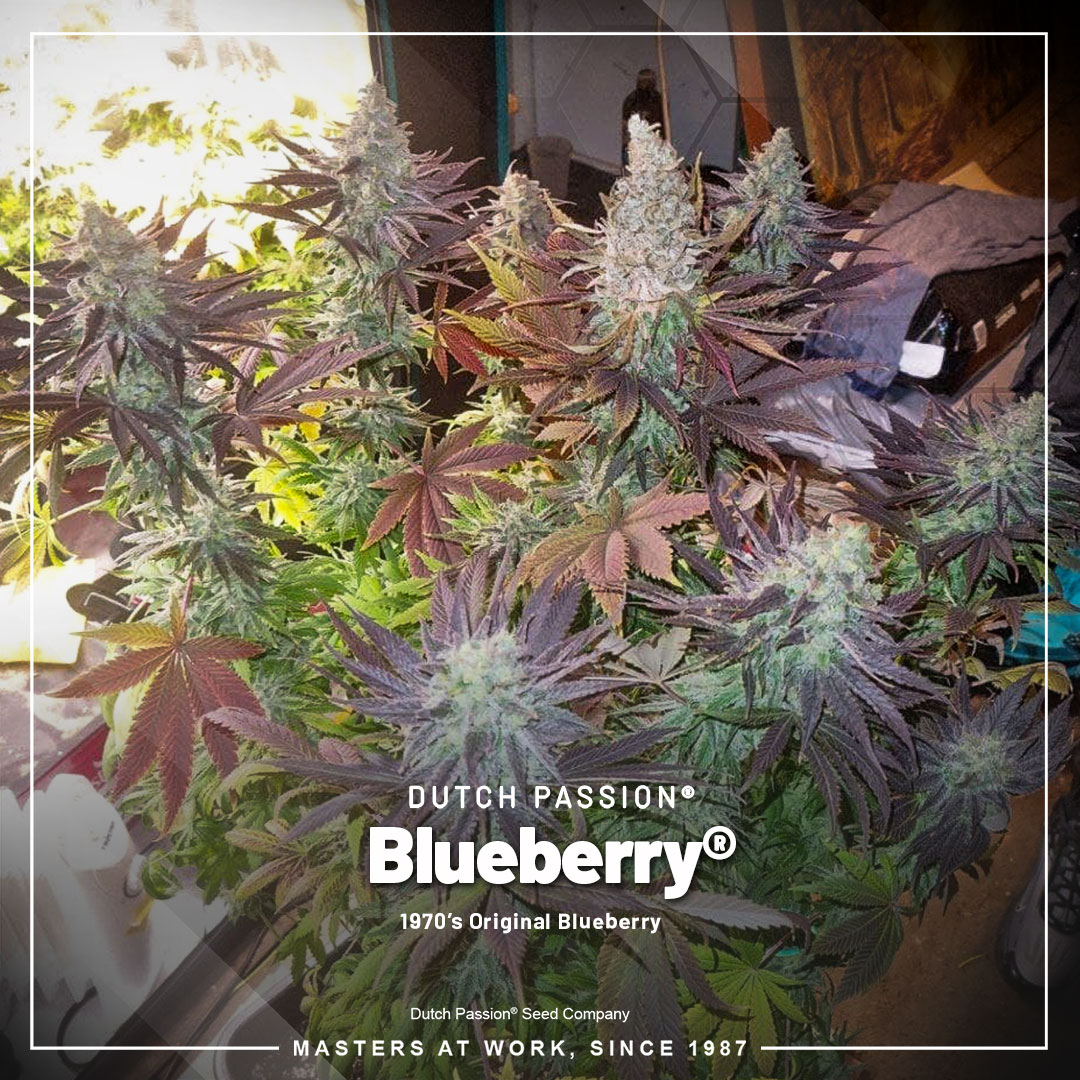 Blueberry-Giggly-strains-dutch-passion