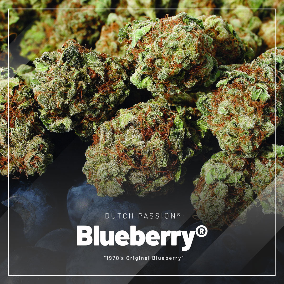 Blueberry-classic-regular-cannabis-seeds
