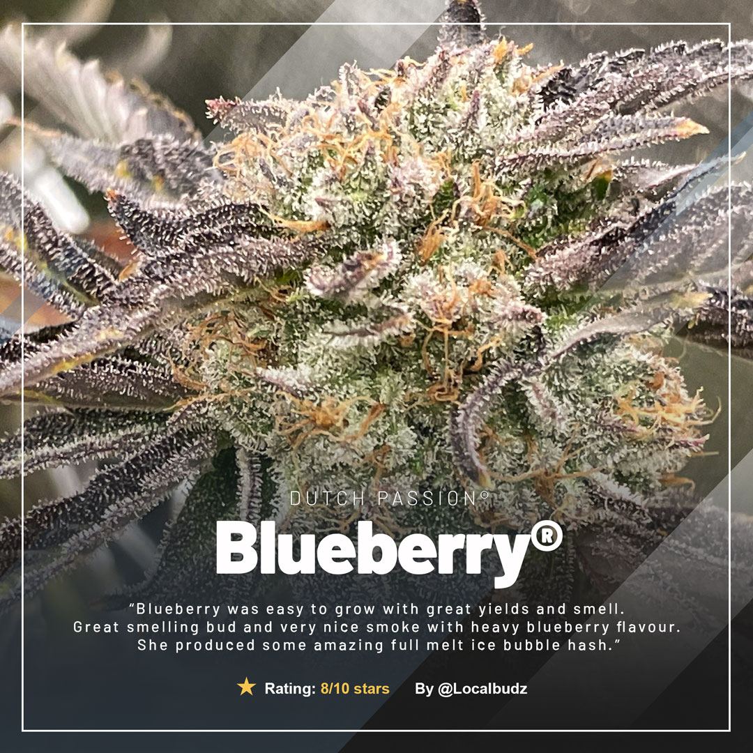 Blueberry-dutch-passion-seed-company-grow-review