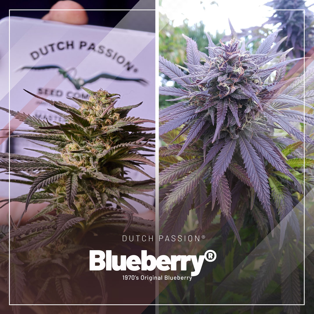 Blueberry-for-dry-and-cold-climates