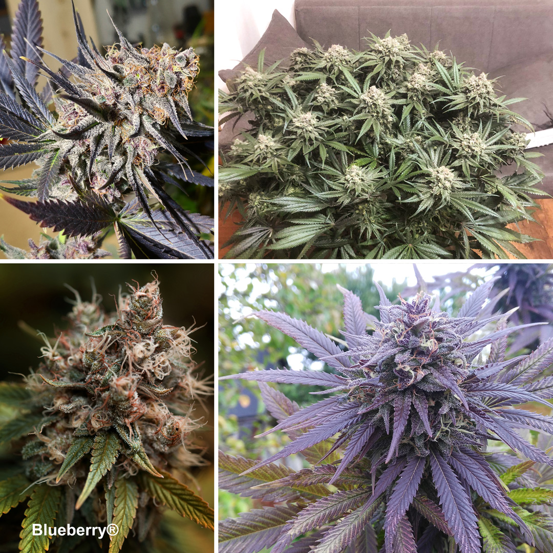 Blueberry-the-classic-cannabis-variety-from-the-70s