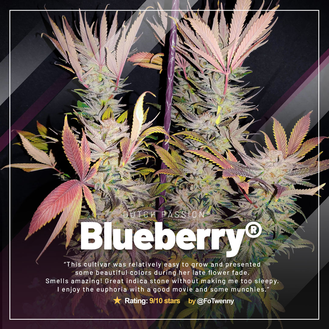 Blueberry-the-classic-old-school-variety-by-dutch-passion