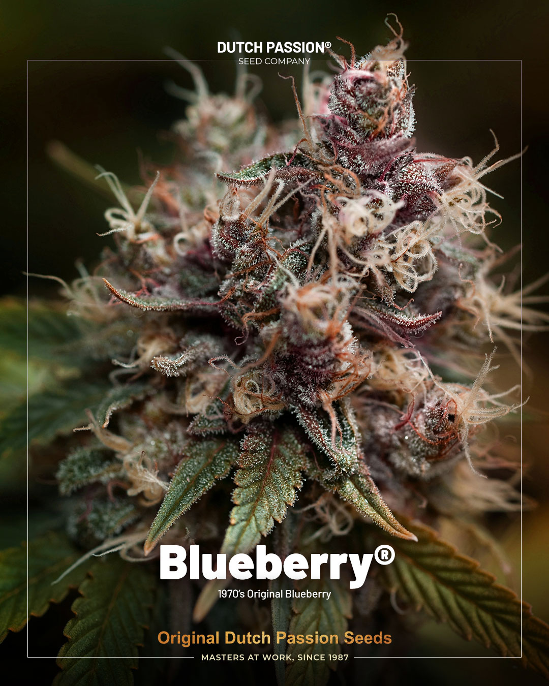 Blueberry the original fruity strain from the seventies