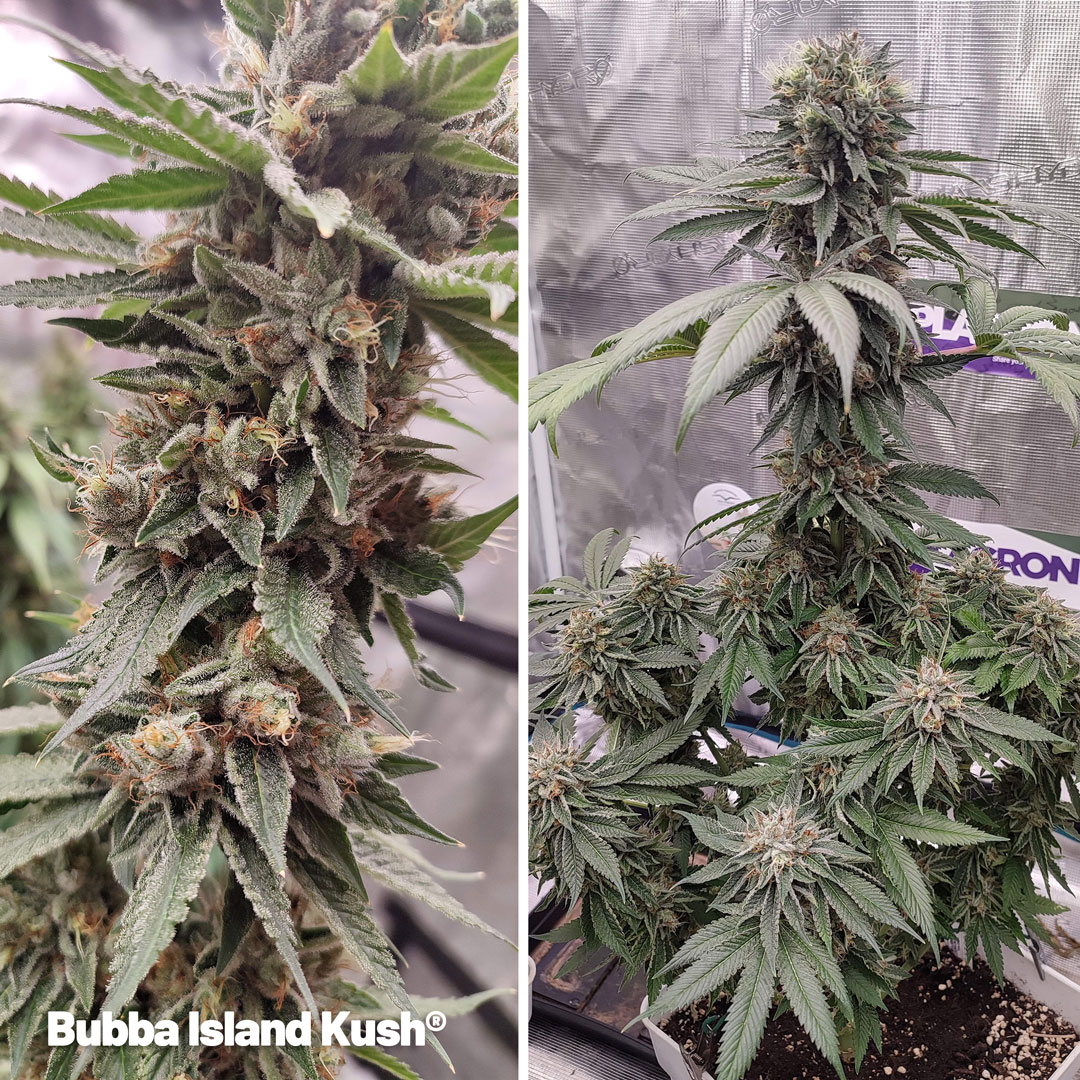 Bubba-Island-Kush-dutch-passion-cannabis-seeds-frosty-weed