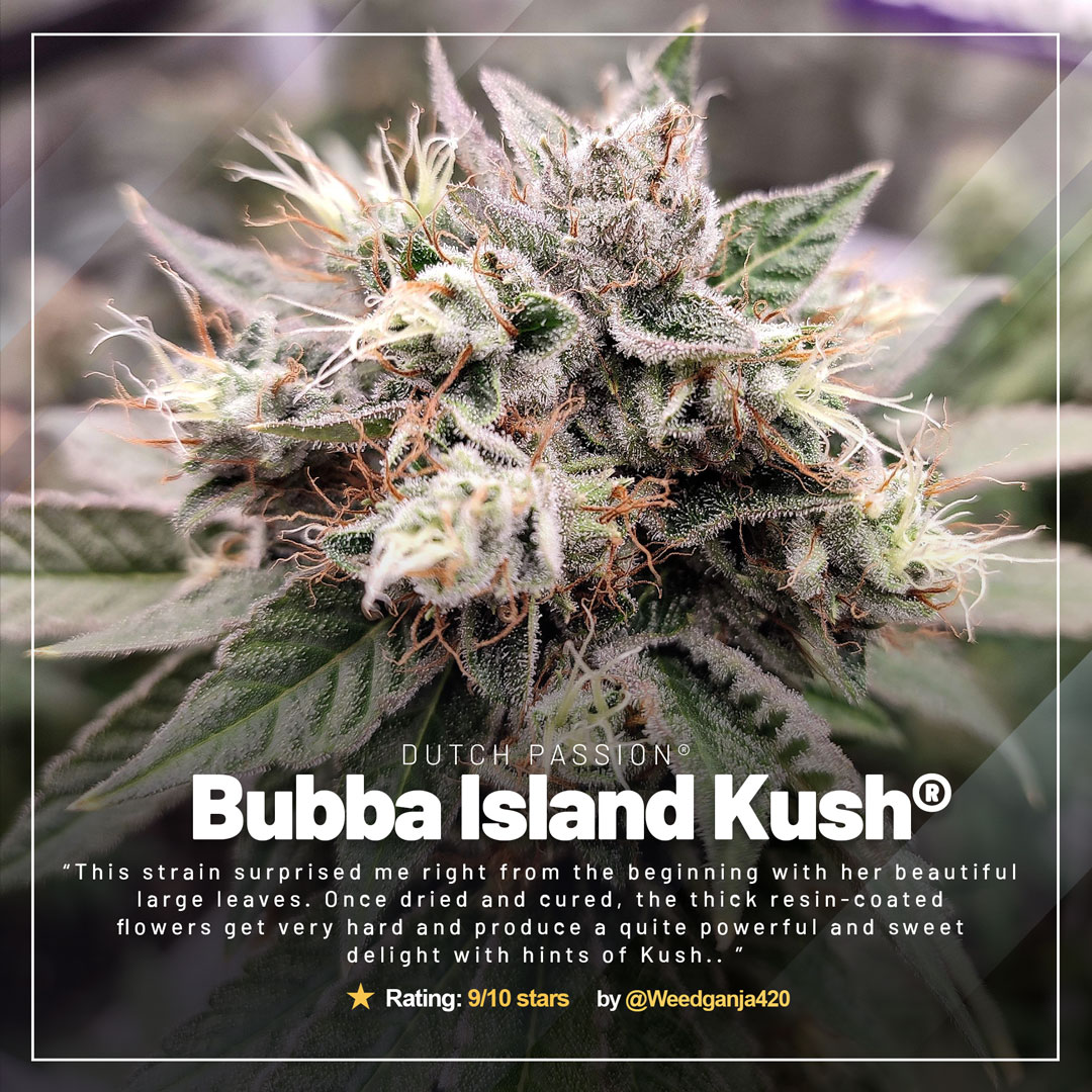 Bubba-Island-Kush-growdiaries-of-the-month