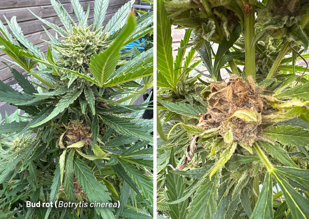 Bud rot in a cannabis plant