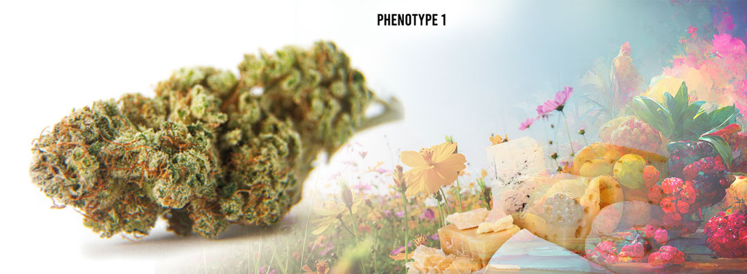 C-Vibez cannabis strain Phenotype 1