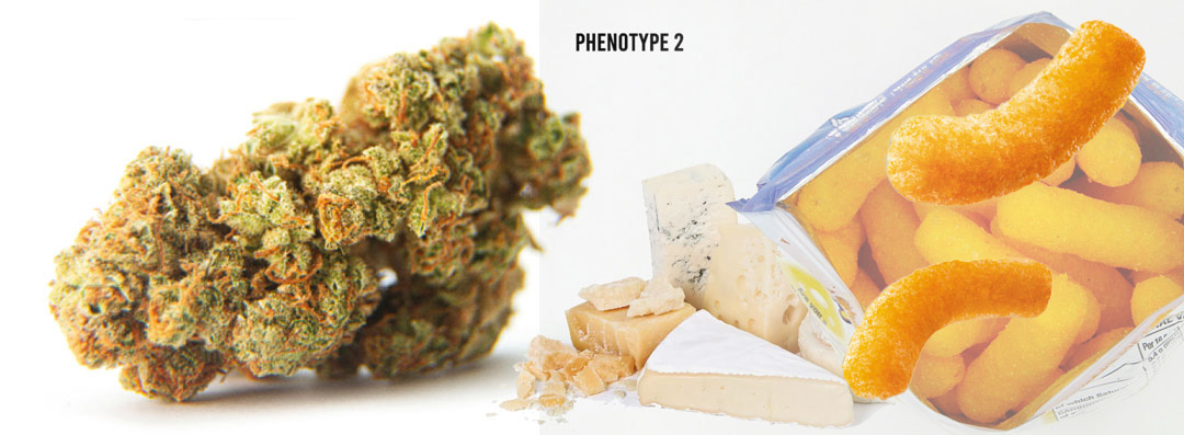 C-Vibez cannabis strain Phenotype 2
