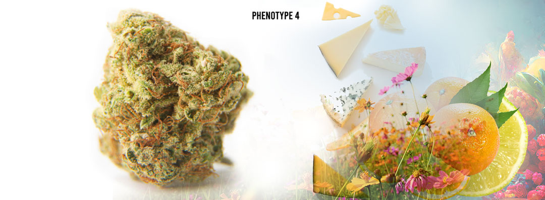 C-Vibez cannabis strain Phenotype 4
