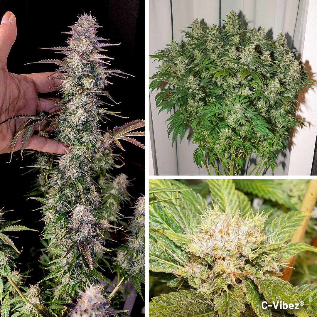 C-Vibez feminised photoperiod cannabis strain