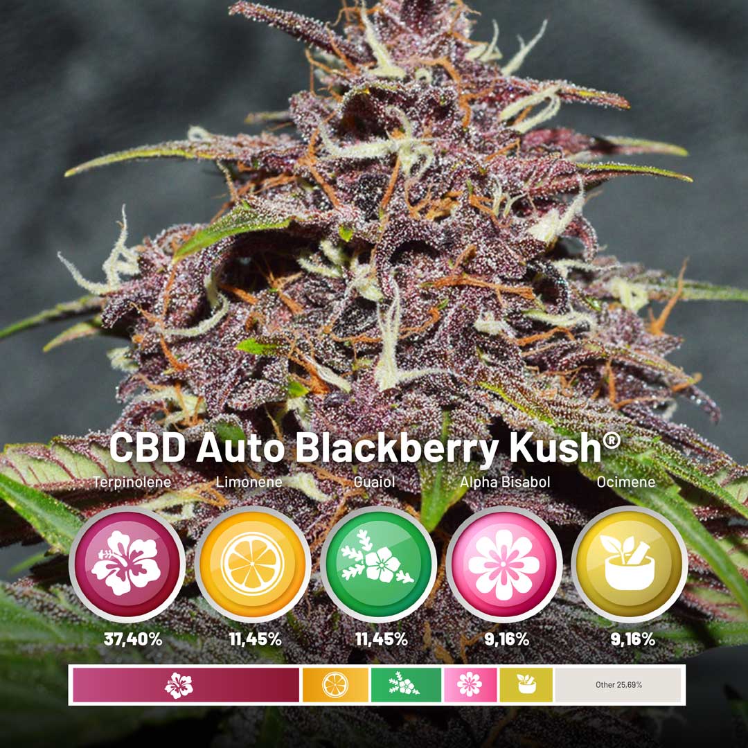 CBD-Auto-Blackberry-Kush-dutch-passion-seed-company-terpenes