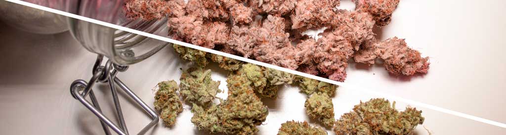 Can-you-store-different-strains-of-weed-in-the-same-jar