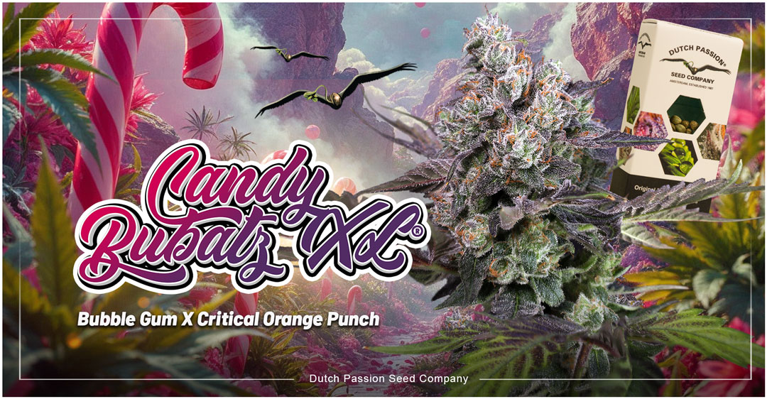 Candy-bubatz-fem-strain-from-dutch-passion-seed-company