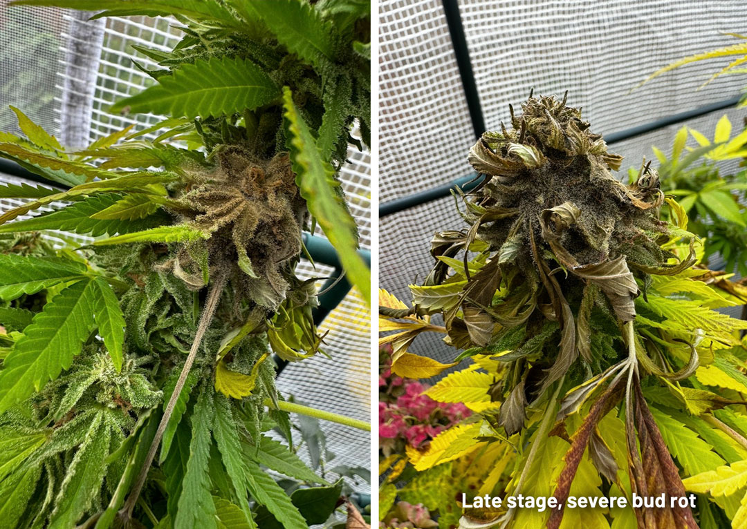Cannabis bud rot pictures early and late stage