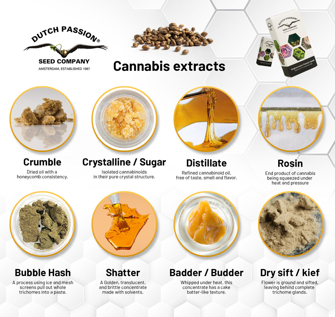 Cannabis-extracts-dutch-passion-cannabis-seeds