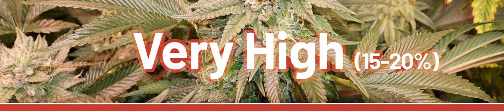Cannabis-with-very-high-thc-levels