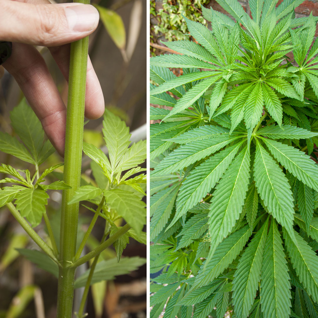 Check-your-plants-for-pests-feeding-and-diseases