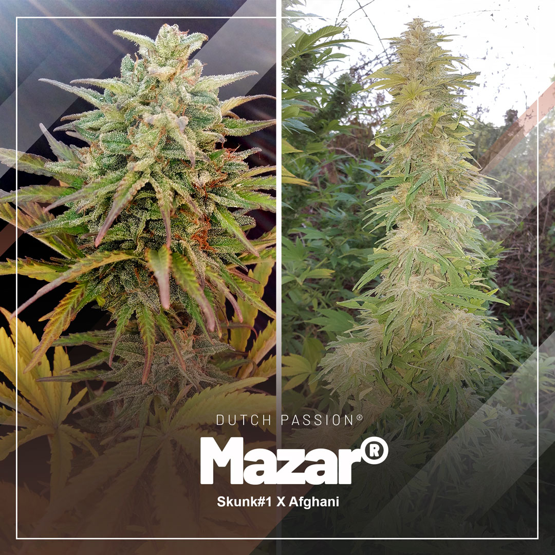 Classic-Mazar-cannabis-variety-from-the-90s