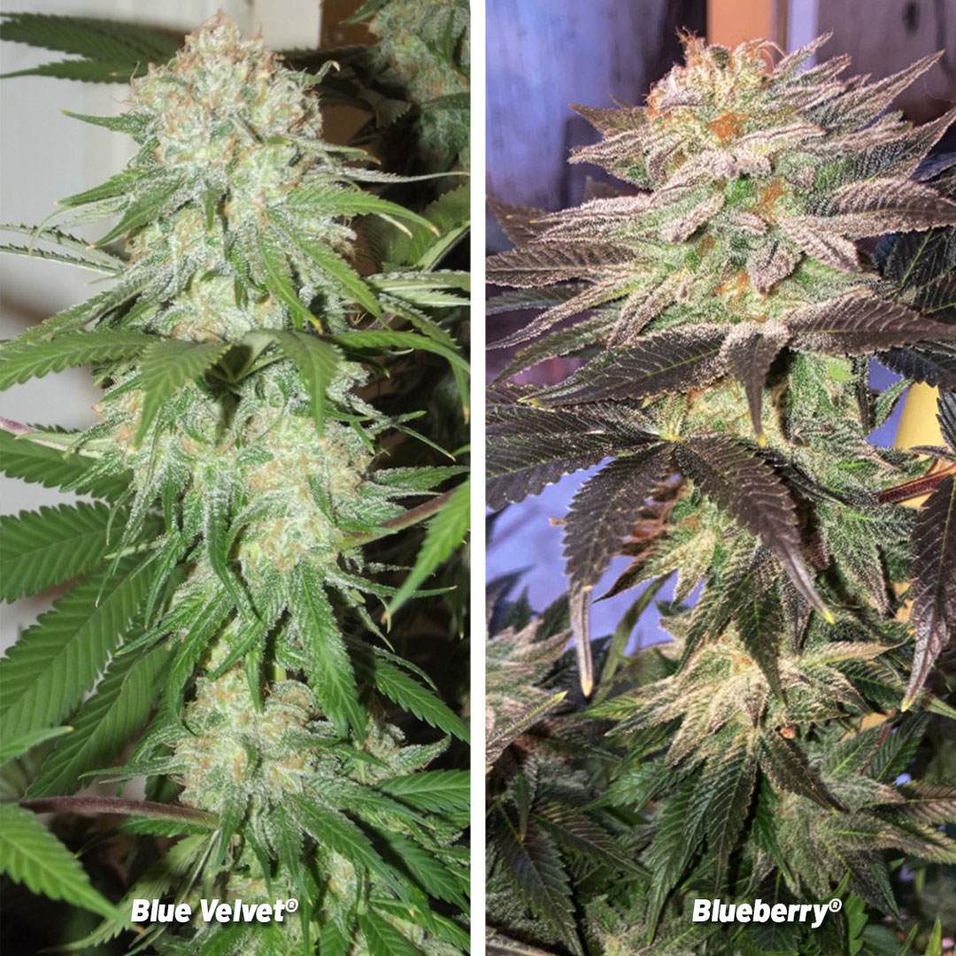 Classic-blue-velvet-the-fruity-forgotten-strain