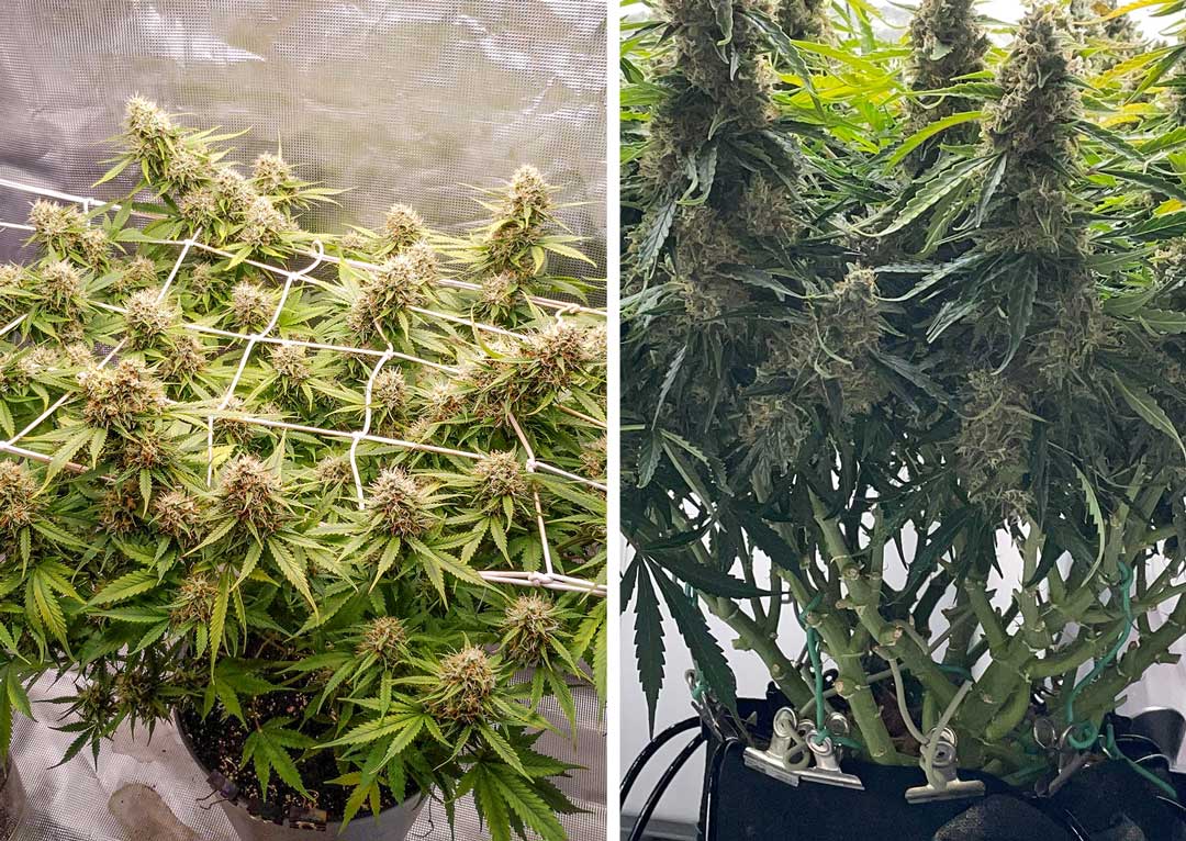 Consider-the-Screen-of-Green-SCROG-method