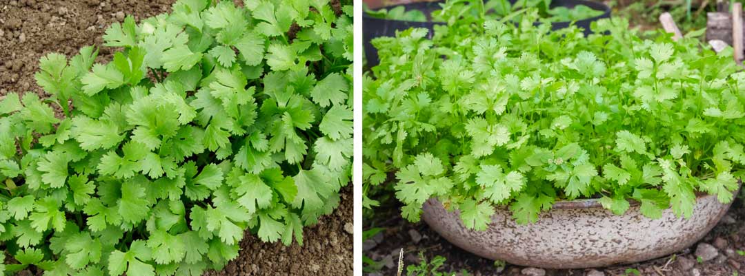 Coriander-is-another-useful-multi-purpose-herb