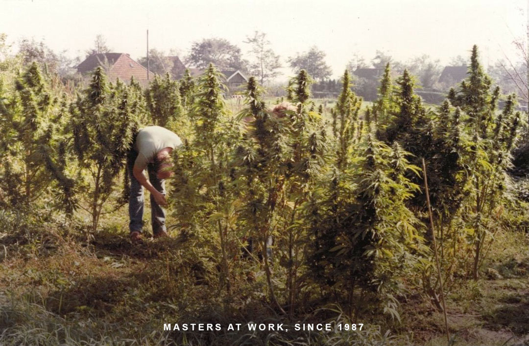 Creating-dutch-outdoor-varieties-in-the-Netherlands