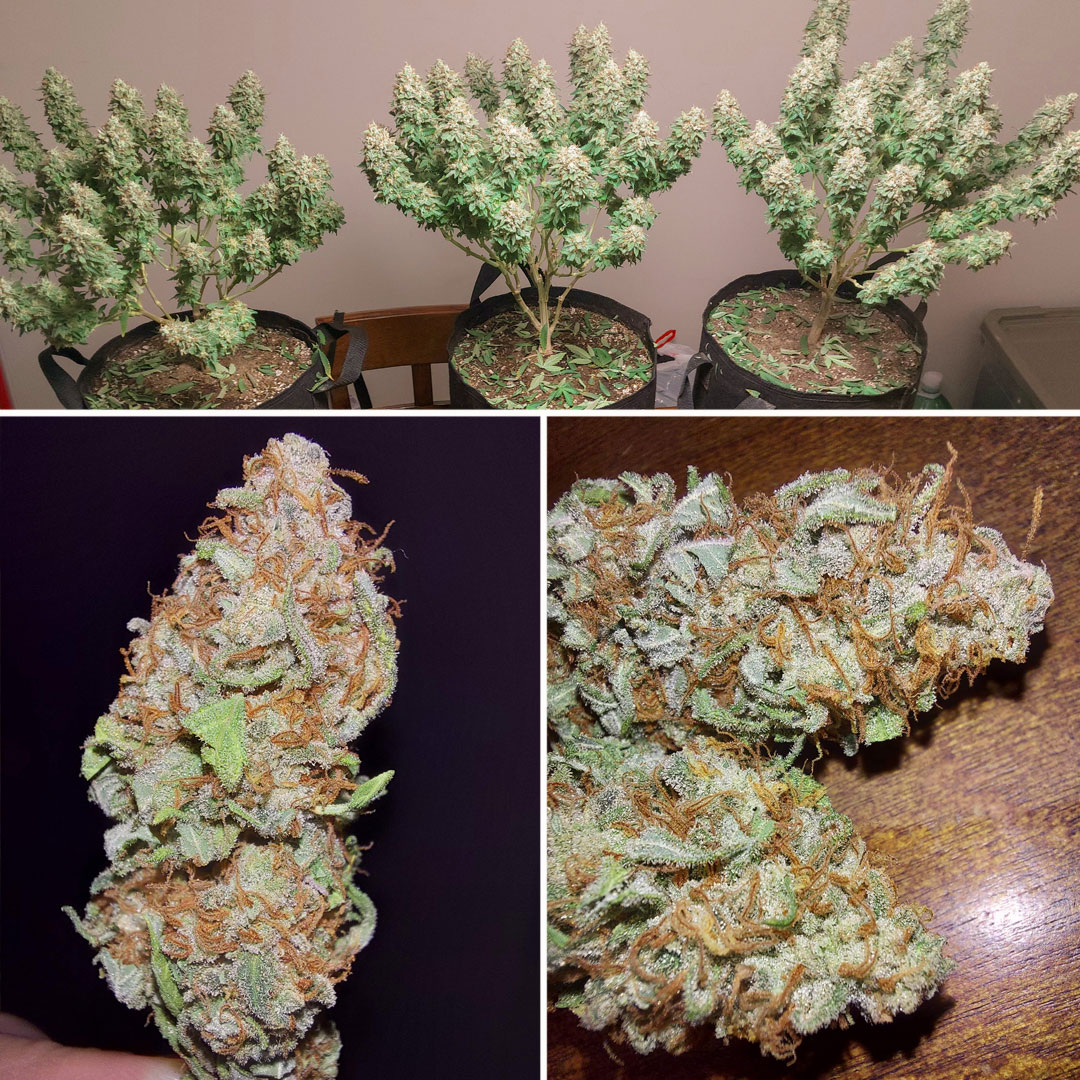Critical-Orange-Punch-frosty-buds