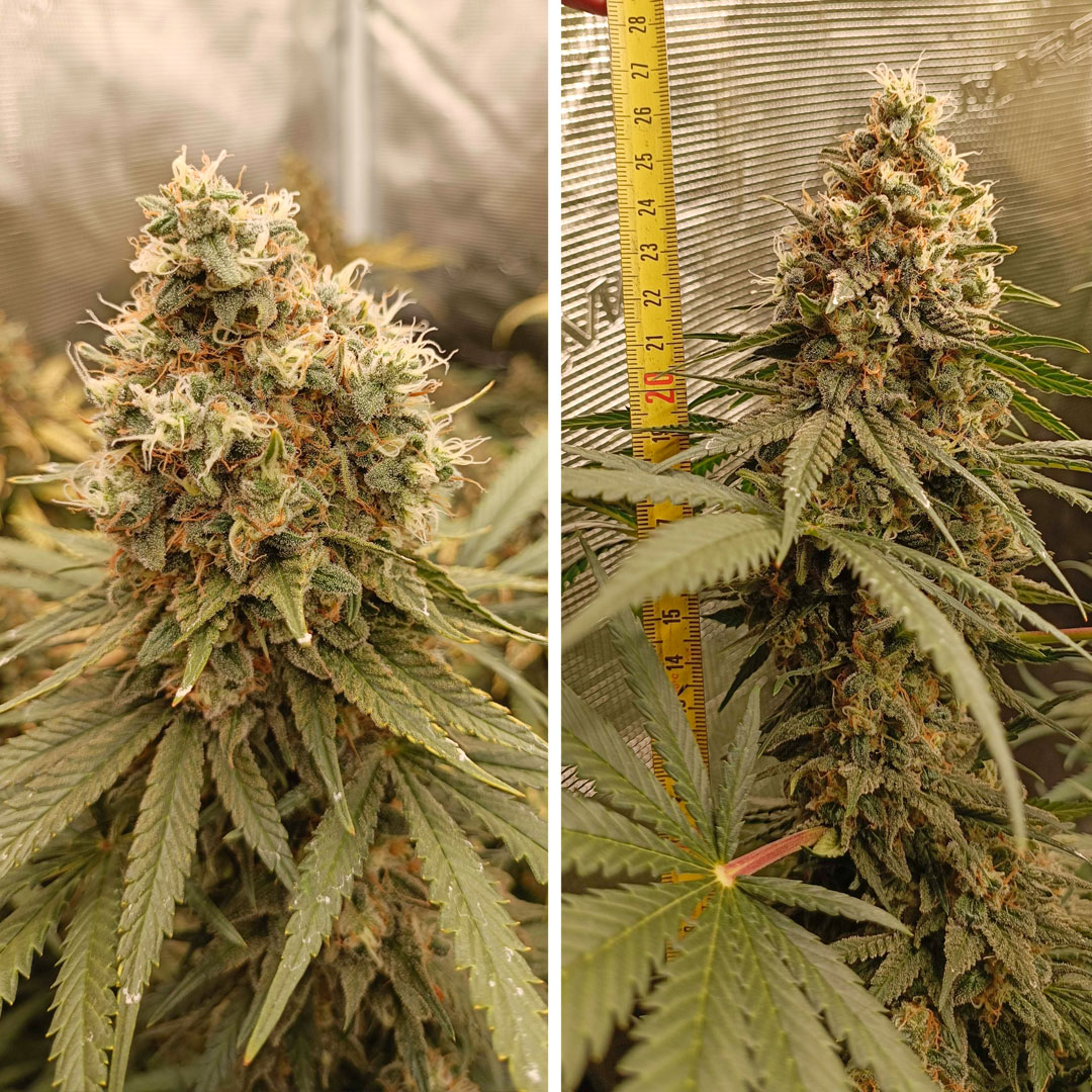 Critical-Orange-Punch-grow-review-amazing-frosty-buds-amazing-yield