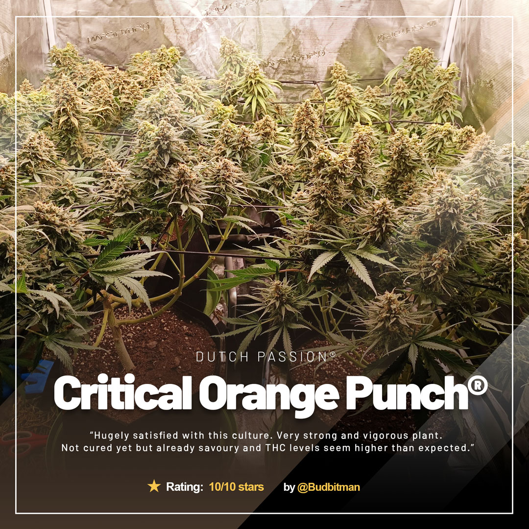 Critical-Orange-Punch-grow-review-amazing-frosty-buds