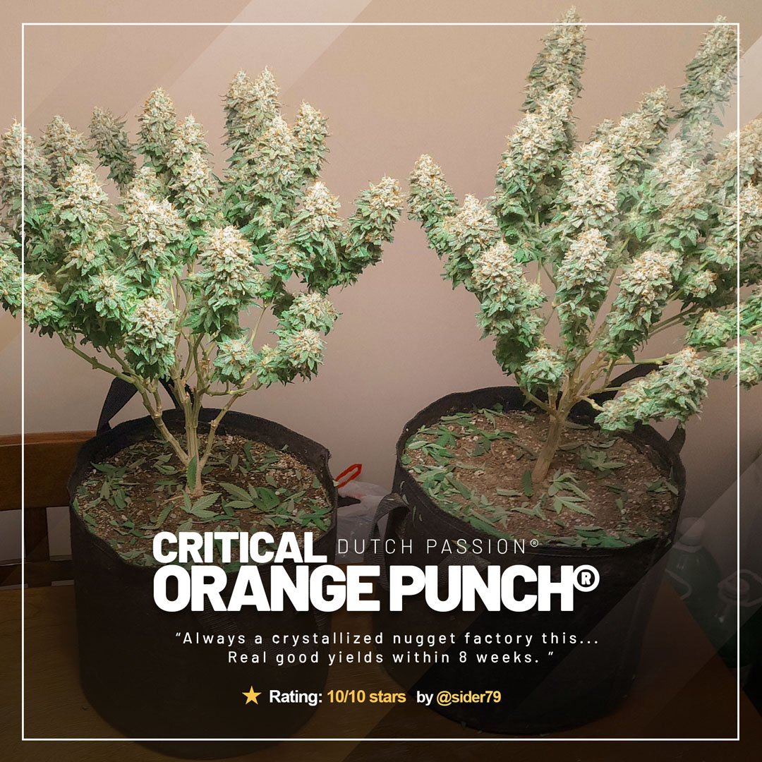 Critical Orange Punch by @sider79