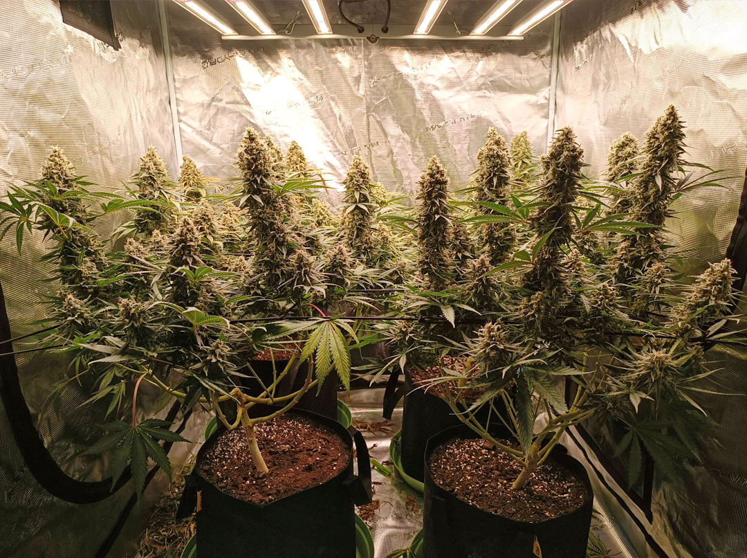 Critical-Orange-Punch-plants-in-grow-tent-dutch-passion
