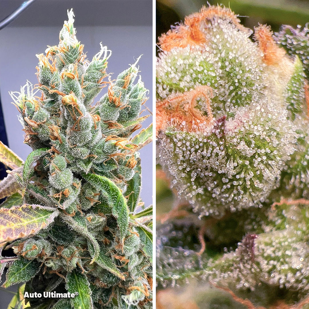 Cup-winning-auto-ultimate-plant-frosty-trichomes-thc