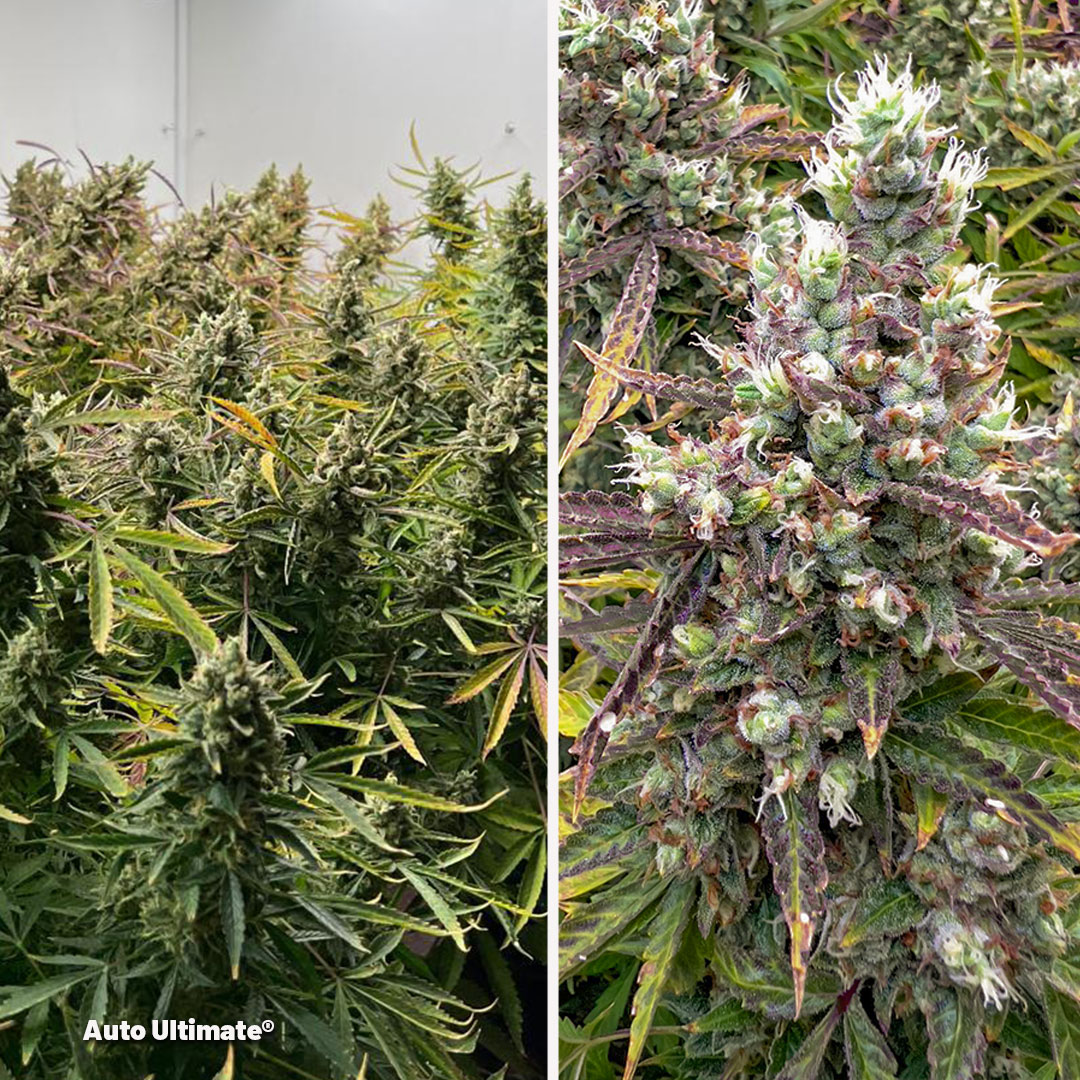 Cup-winning-auto-ultimate-plants-large-yields
