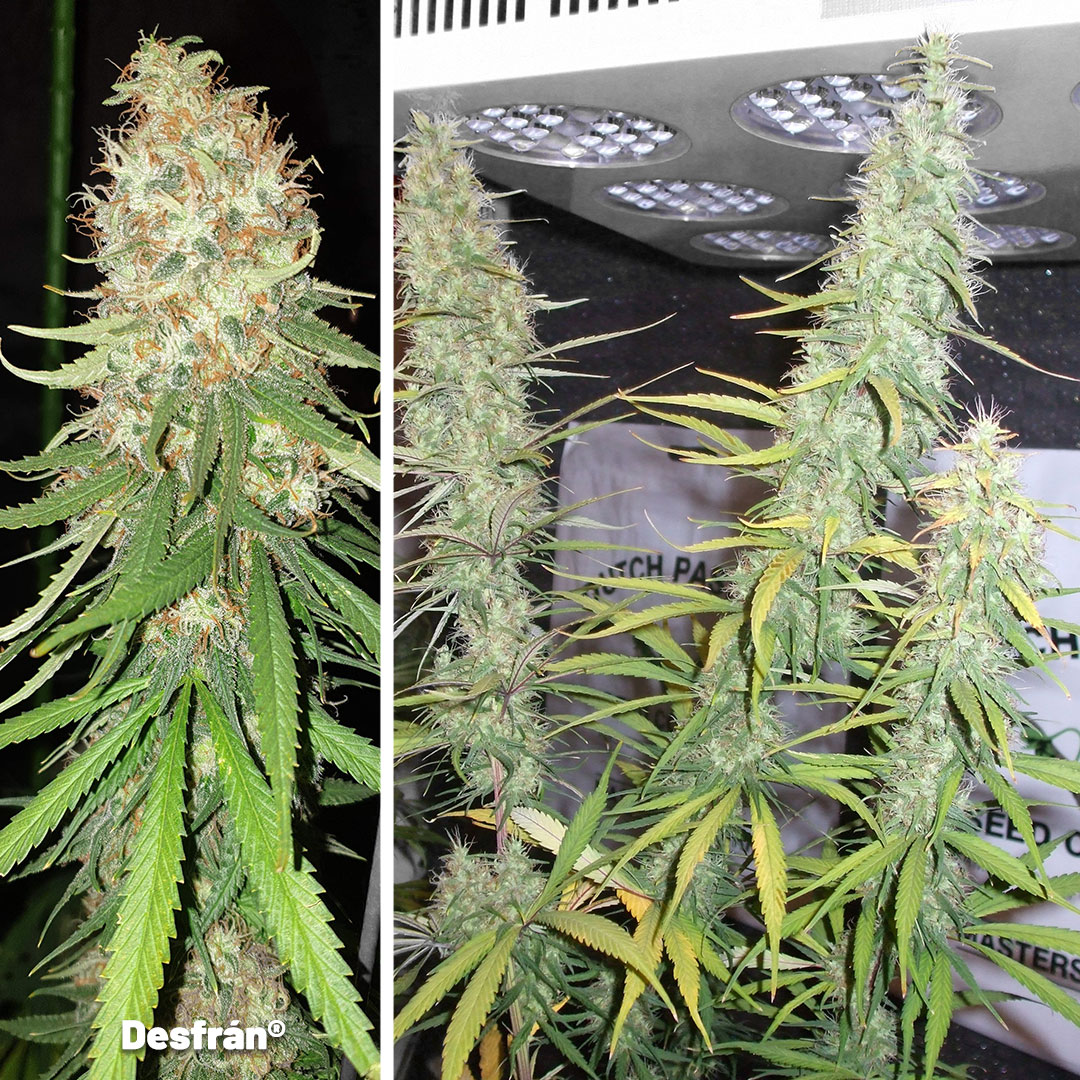 Desfran-Dutch-Passions-purest-and-stretchiest-sativa-strain