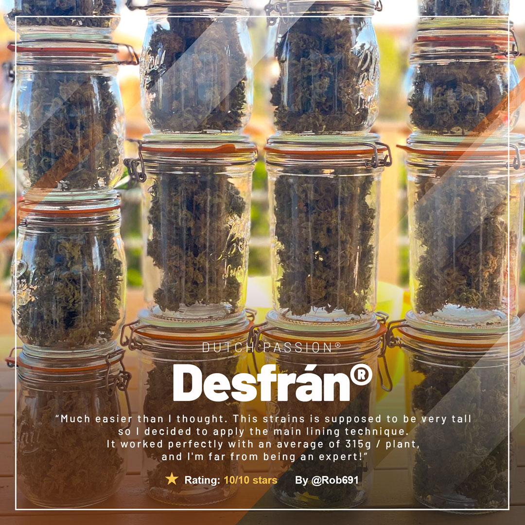 Desfran-the-sativa-uplifting-jungle-variety-frosty-buds-in-jars