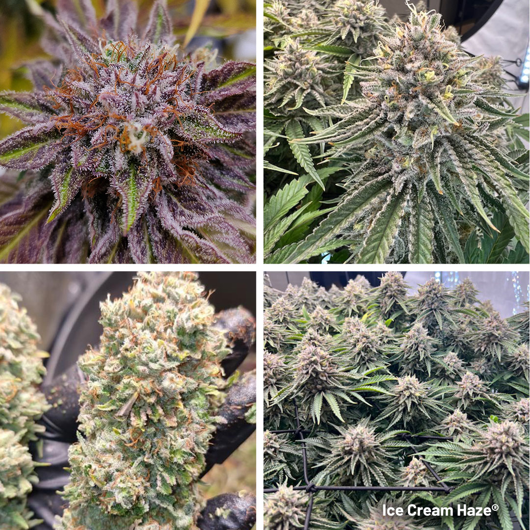 Different potent looking cannabis buds from Ice Cream Haze