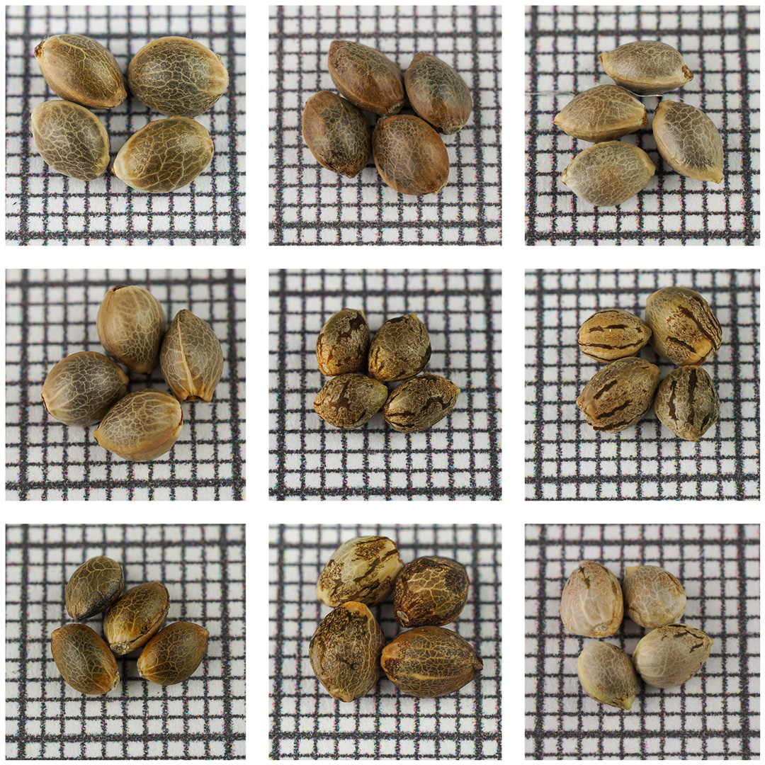 Different-strains-have-different-looks-and-colours